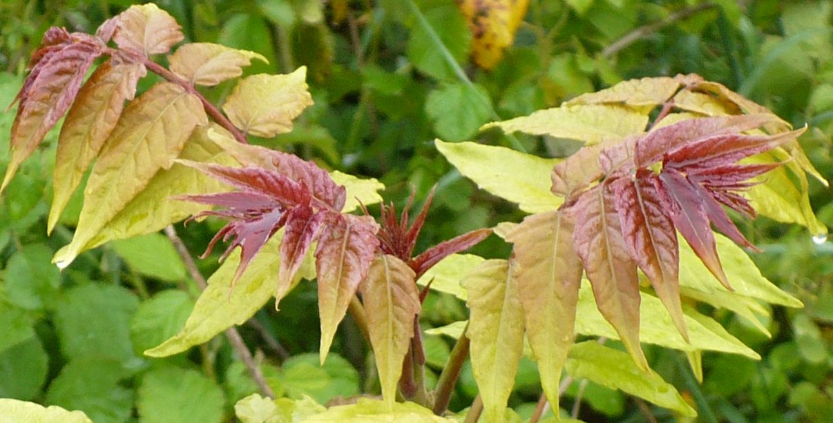 Ailanthus altissima